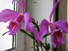 Cattleya maxima 